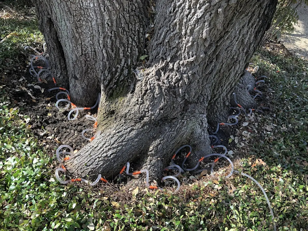 Detailed Tree Cabling and Bracing job site in Texico