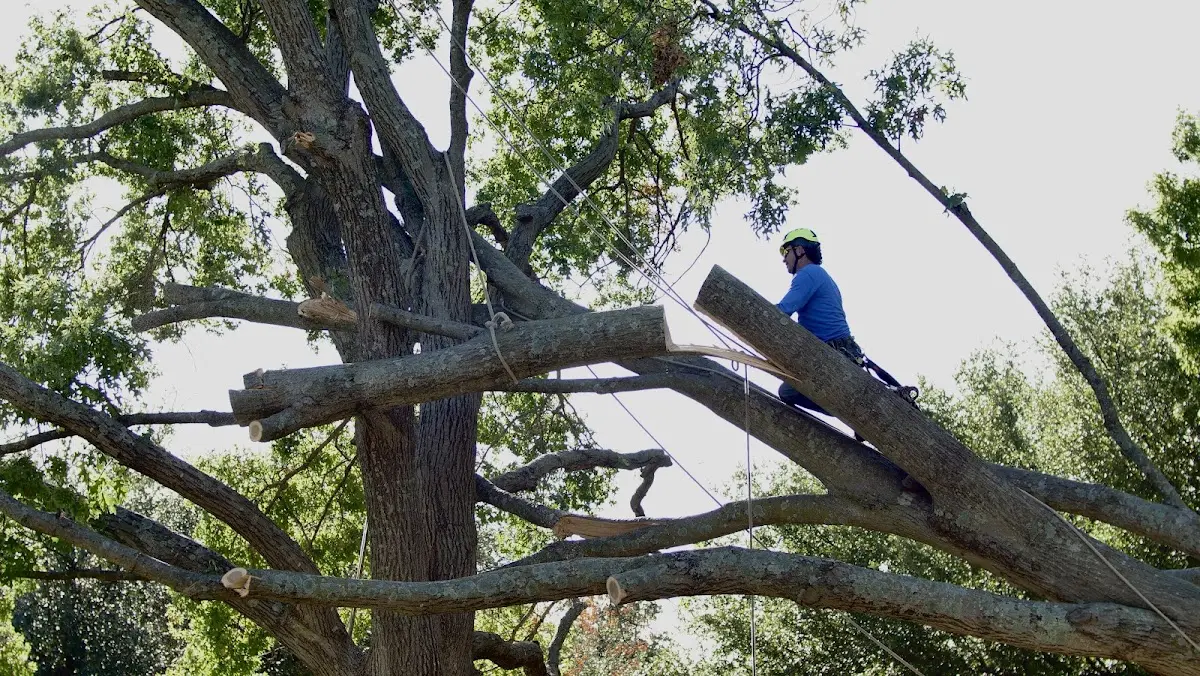 Professional Crown Thinning performed by certified arborists in Texico