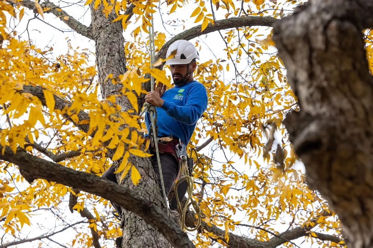 Skilled Emergency Tree Service crew working in Texico